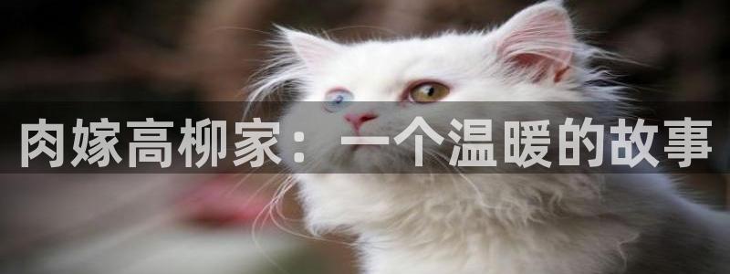 漫岛蛙:肉嫁高柳家:一个温暖的故事配图